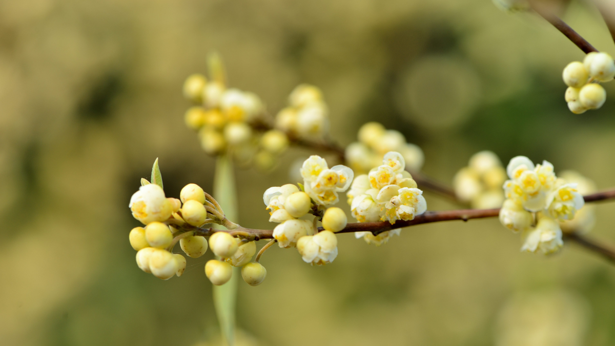Litsea cubeba: prorietà e usi dell'olio essenziale olfattiva